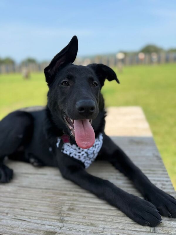 German Shepherd puppies for sale in County Antrim – 7 months old