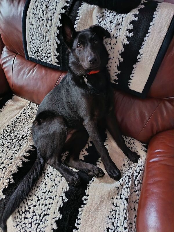 German Shepherd puppies for sale in County Antrim – 7 months old - Image 2 of 5