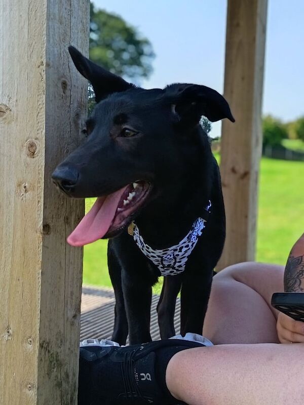 German Shepherd puppies for sale in County Antrim – 7 months old - Image 3 of 5