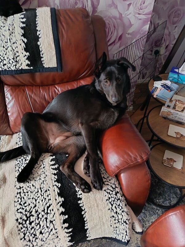 German Shepherd puppies for sale in County Antrim – 7 months old - Image 4 of 5