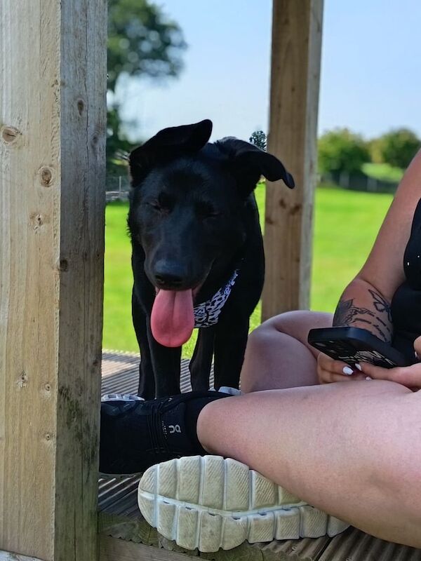 German Shepherd puppies for sale in County Antrim – 7 months old - Image 5 of 5