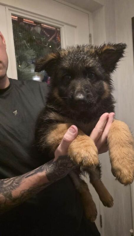 German Shepherd puppies for sale in Keady, County Armagh – 11 weeks old - Image 2 of 5