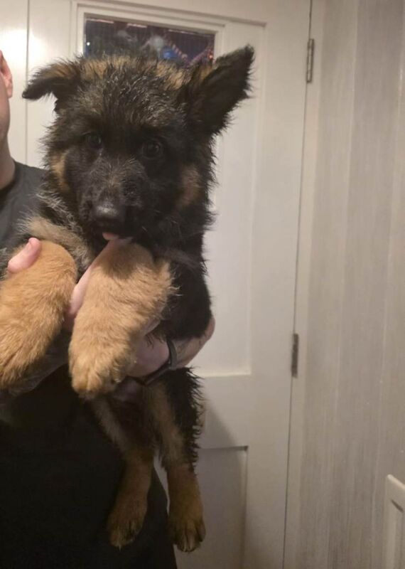 German Shepherd puppies for sale in Keady, County Armagh – 11 weeks old - Image 3 of 5