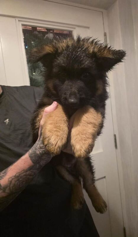 German Shepherd puppies for sale in Keady, County Armagh – 11 weeks old - Image 4 of 5