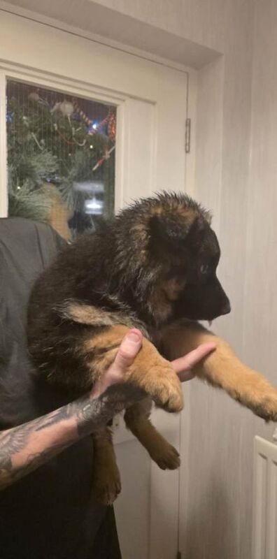 German Shepherd puppies for sale in Keady, County Armagh – 11 weeks old - Image 5 of 5