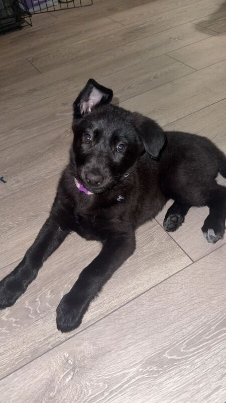 German Shepherd puppies for sale in Derby, Derbyshire – 3 months old