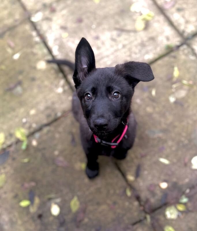 German Shepherd puppies for sale in Derby, Derbyshire – 3 months old - Image 2 of 4