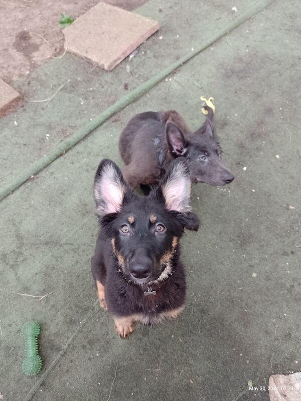 German Shepherd puppies for sale in Sheerness, Kent – 1 year old - Image 2 of 3