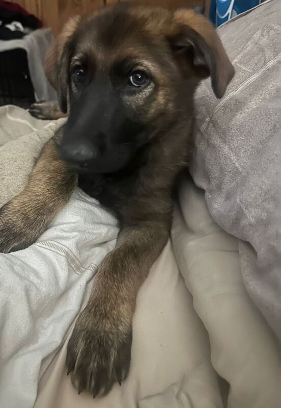 German Shepherd puppies for sale in Leicester, Leicestershire – 11 weeks old