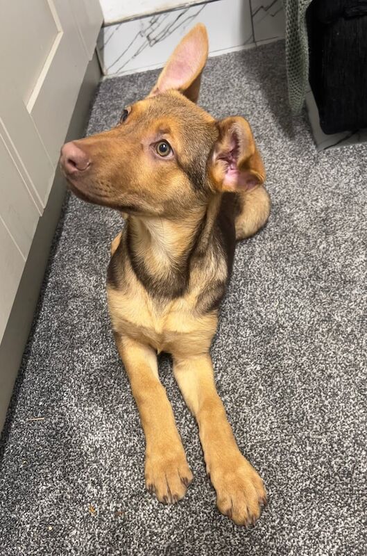 German Shepherd puppies for sale in Huddersfield, West Yorkshire – 11 weeks old