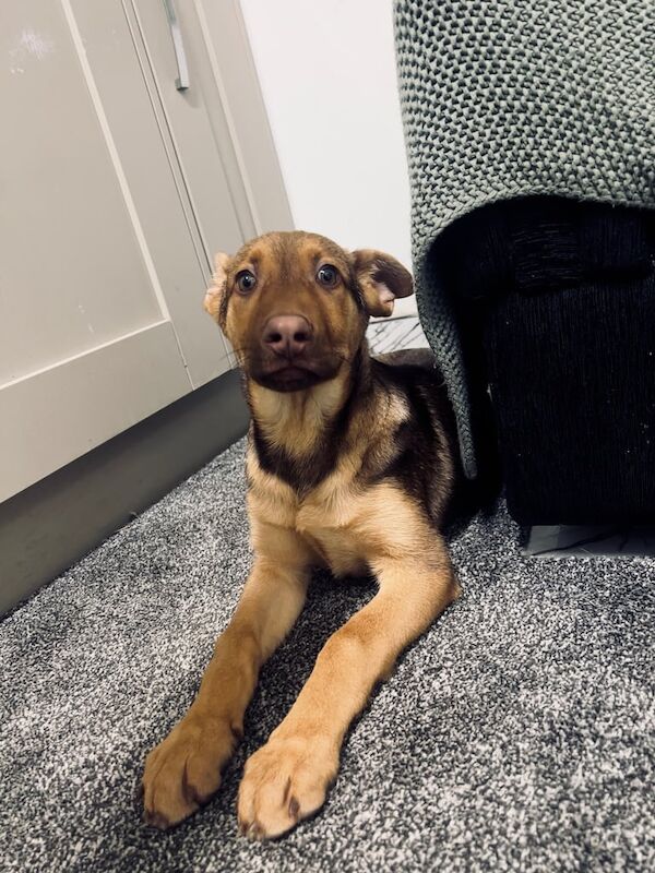 German Shepherd puppies for sale in Huddersfield, West Yorkshire β 11 weeks old - Image 2 of 4