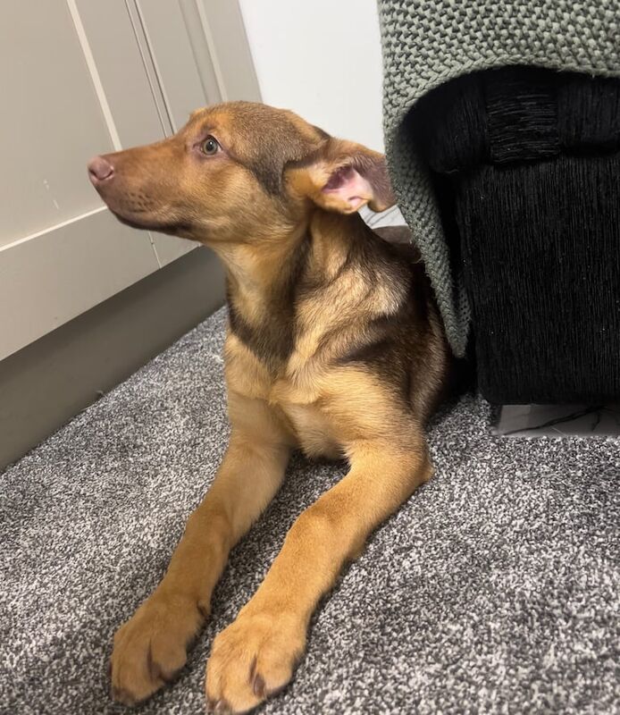 German Shepherd puppies for sale in Huddersfield, West Yorkshire β 11 weeks old - Image 3 of 4