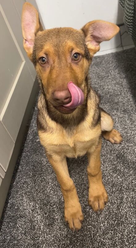 German Shepherd puppies for sale in Huddersfield, West Yorkshire β 11 weeks old - Image 4 of 4