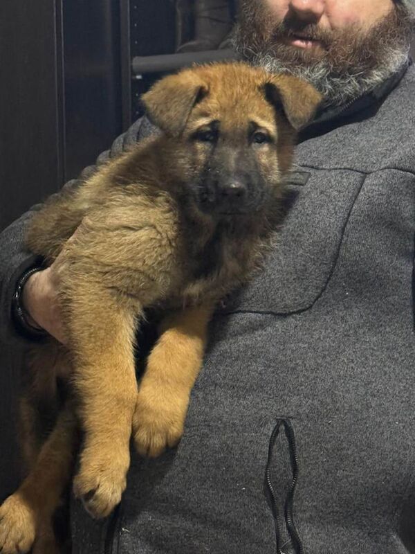 Female German shepherd puppy