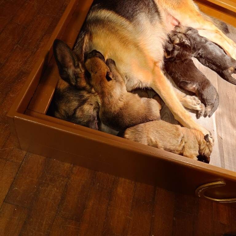 Female German shepherd puppy - Image 2 of 4