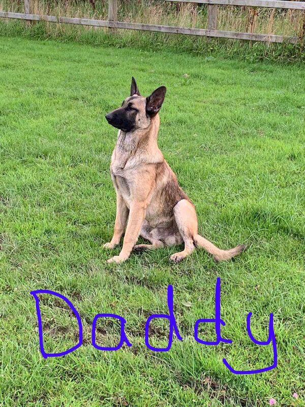 Female German shepherd puppy - Image 3 of 4