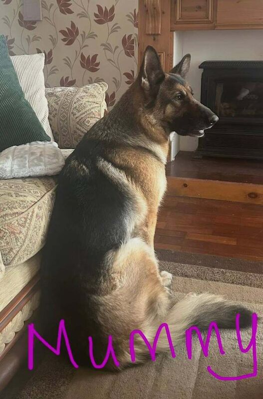 Female German shepherd puppy - Image 4 of 4