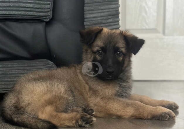German Shepherds for sale in Peterborough, Cambridgeshire