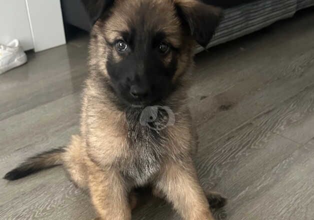 German Shepherd Puppies for sale in Cambridgeshire