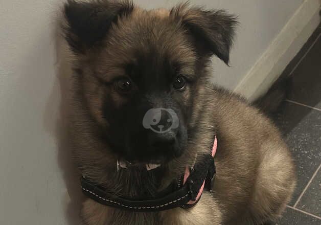German Shepherd Puppies for sale