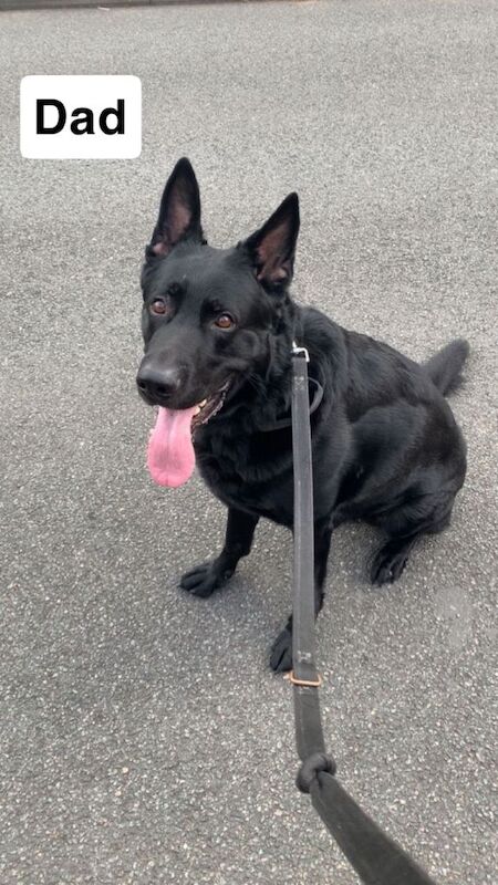 German Shepherd puppies for sale in Wolverhampton, West Midlands – 3 months old - Image 2 of 3