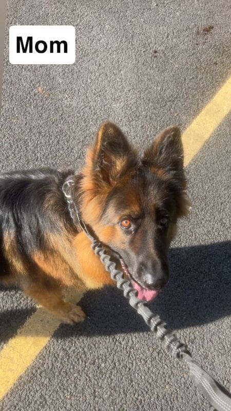 German Shepherd puppies for sale in Wolverhampton, West Midlands – 3 months old - Image 3 of 3