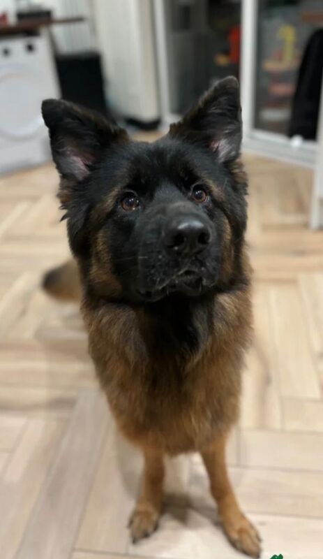 Female GSD available for rehome