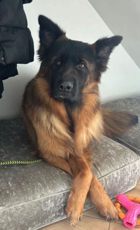 Female GSD available for rehome - Image 2 of 4