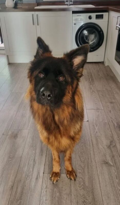 Female GSD available for rehome - Image 3 of 4