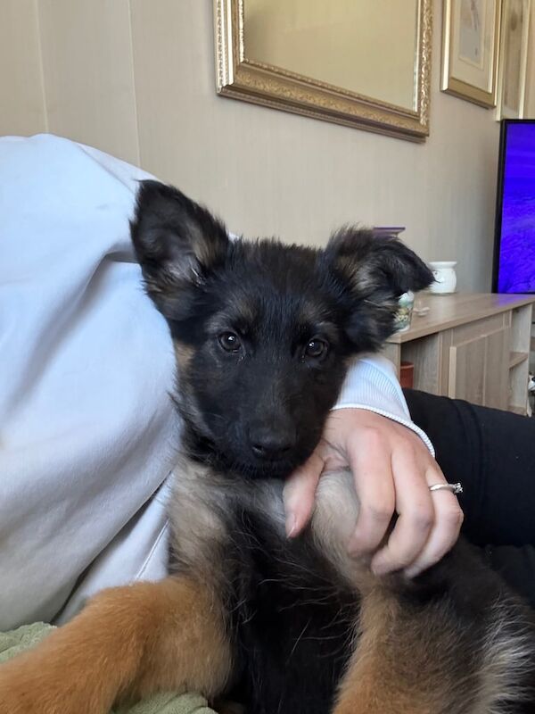 Female puppy for sale in Lesmahagow, Lanarkshire