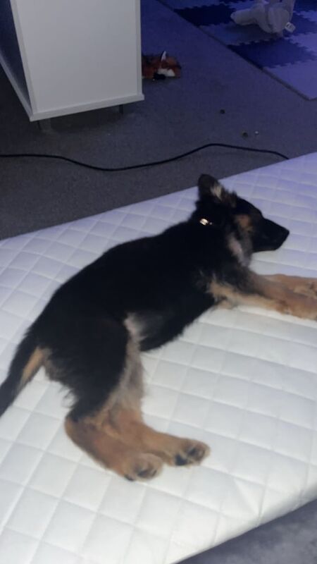 German Shepherd puppies for sale in Lesmahagow, Lanarkshire – 1 year old - Image 2 of 2