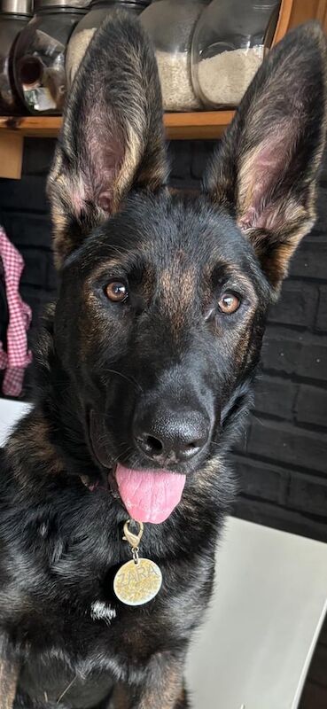 German Shepherd puppies for sale in Crewe, Cheshire – 1 year old