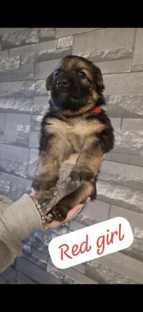 German Shepherd Puppies For Sale Under £1,000