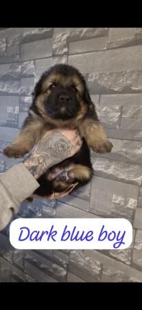 Fluffy chunky German shepherds for sale in Gloucester, Gloucestershire - Image 2