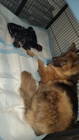 Fluffy chunky German shepherds for sale in Gloucester, Gloucestershire - Image 3