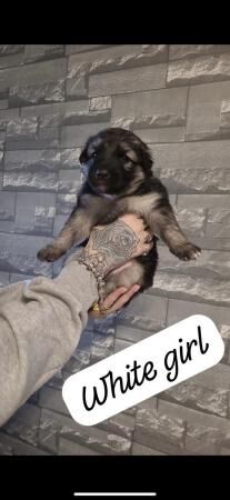 Fluffy chunky German shepherds for sale in Gloucester, Gloucestershire - Image 4