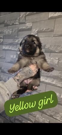Fluffy chunky German shepherds for sale in Gloucester, Gloucestershire - Image 5