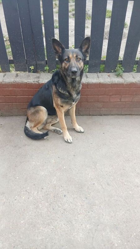 German Shepherd puppies for sale in Gravesend, Kent – 3 years old