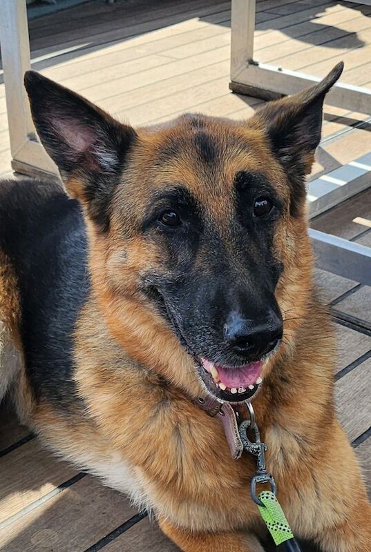 German Shepherd puppies wanted in Weymouth, Dorset – KC registered, 6 months old