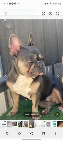 French bulldog looking for loving home for sale in Atherstone, Warwickshire