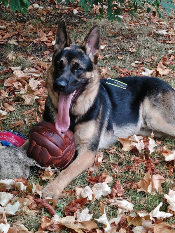 German Shepherd Puppies For Sale Under £1,000