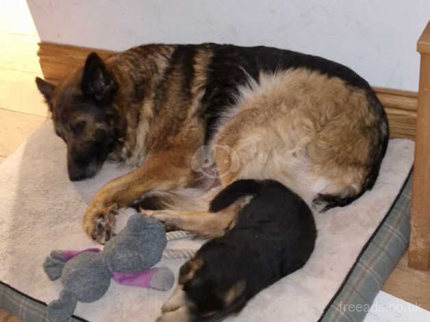 German Shepherd puppies for sale in West Kilbride, Ayrshire and Arran – KC registered, 2 years old - Image 2 of 3