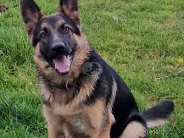 German Shepherd puppies for sale in West Kilbride, Ayrshire and Arran – KC registered, 2 years old - Image 3 of 3