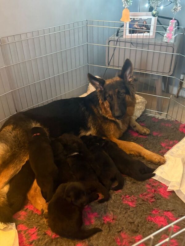 German Shepherd puppies for sale in Stevenston, Ayrshire and Arran – 5 weeks old