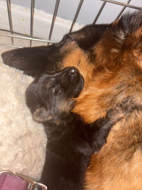Full breed German shepherd puppies available to good homes - Image 2 of 4