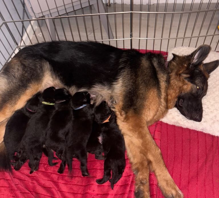 Full breed German shepherd puppies available to good homes - Image 3 of 4