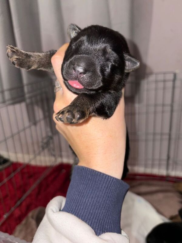 Full breed German shepherd puppies available to good homes - Image 4 of 4