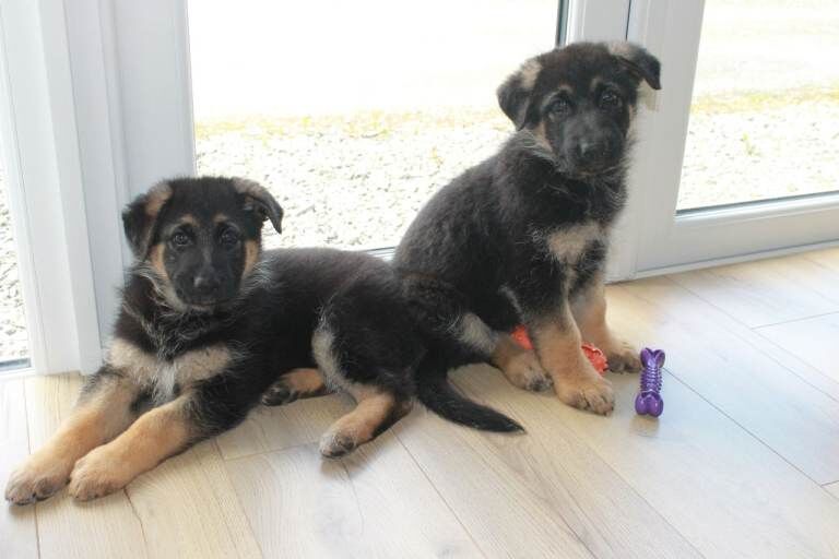 Full pedigree German Shepherd - Image 2 of 4