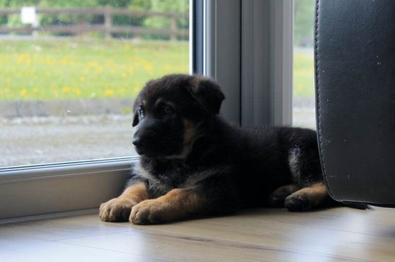 Full pedigree German Shepherd - Image 4 of 4