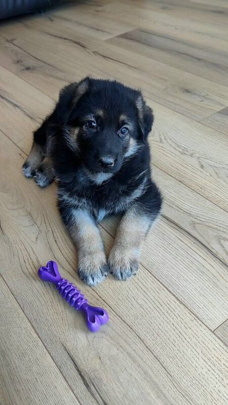 Full pedigree German shepherd pups for sale in Strabane, County Tyrone